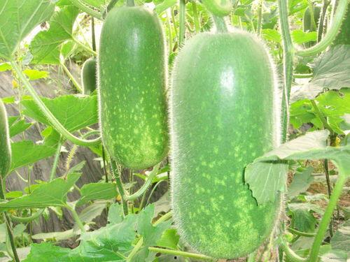 东瓜娱乐中老年吃瓜视频,中老年群体在东瓜娱乐中畅享欢乐时光